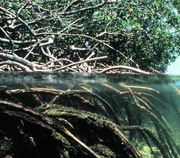 Cb Focsiv, 2010 Cb Focsiv, 2010