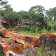 foreste ed economia sostenibile Foto di CArlotta CAroli CB Focsiv 2009