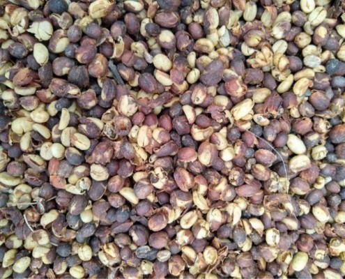 Colombia_corpi civili di pace_caff&egrave;