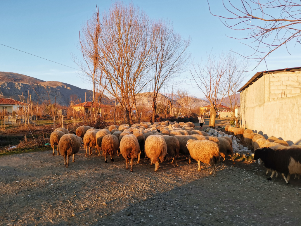 Albania_Scutari_pecore
