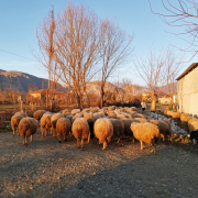 Albania_Scutari_pecore