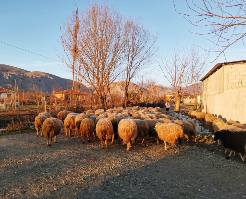 Albania_Scutari_pecore