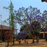 ZAMBIA_ALICE CERNUSCHI